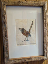 Load image into Gallery viewer, 31 The Endangered Hiltaba Short-tailed Grasswren by Jane Evans