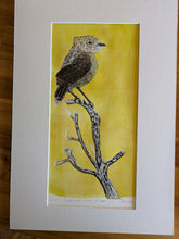 Load image into Gallery viewer, 67 Slender-billed Thornbill, Witchelina Series I by Jane Evans
